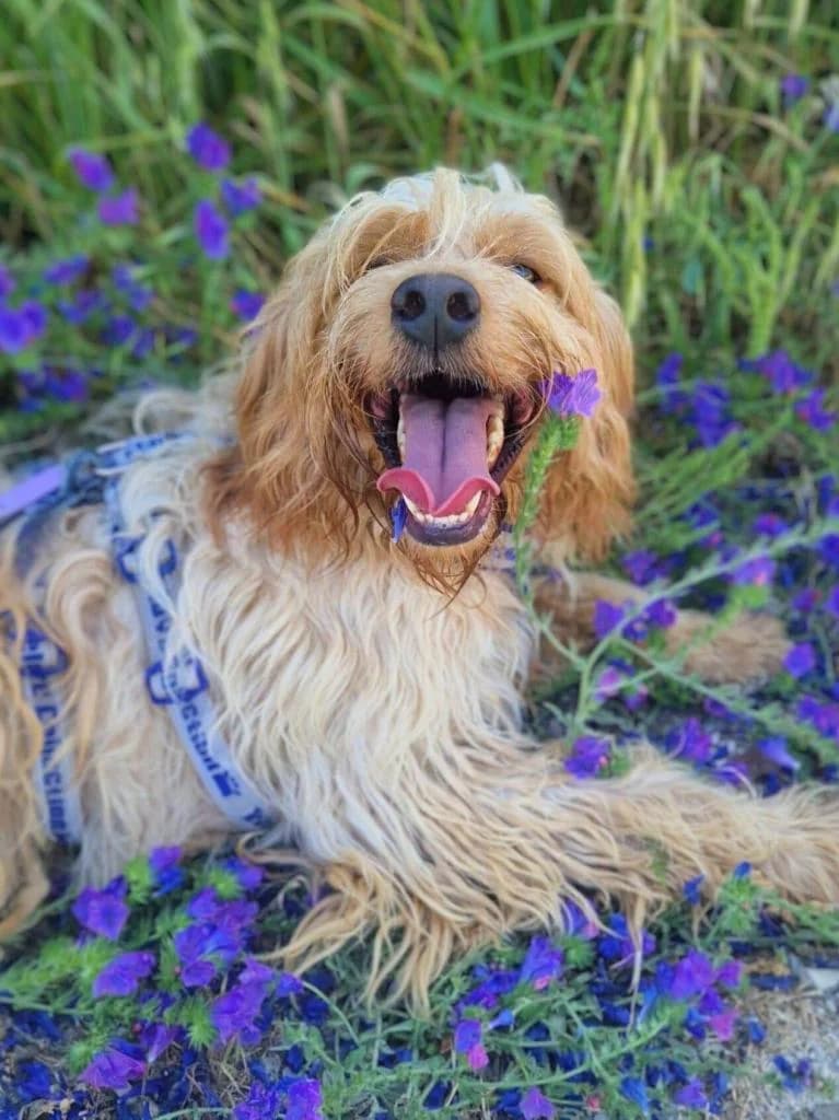 PETIFYC10358 photo 3