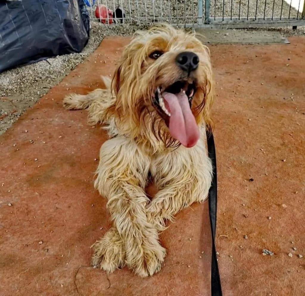 PETIFYC10358 photo 4