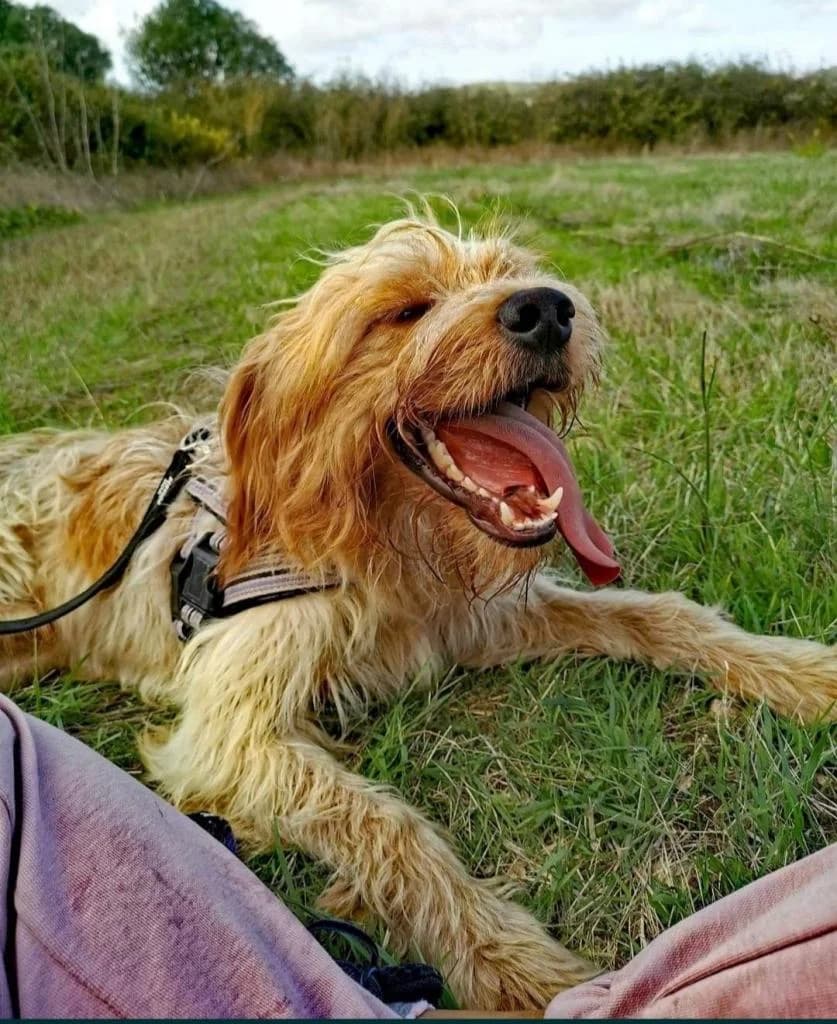 PETIFYC10358 photo 5