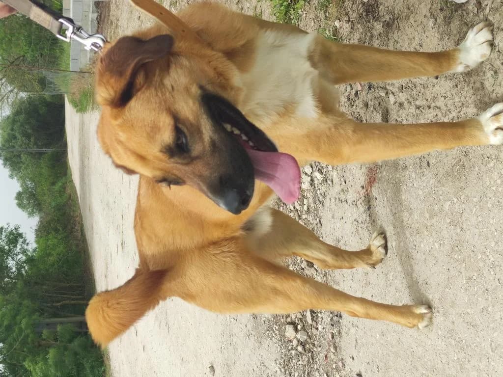 PETIFYC10360 photo 2