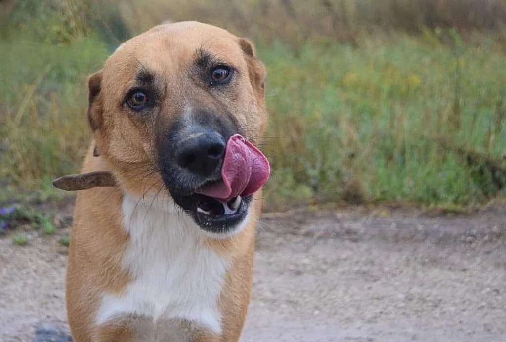 PETIFYC10360 photo 3