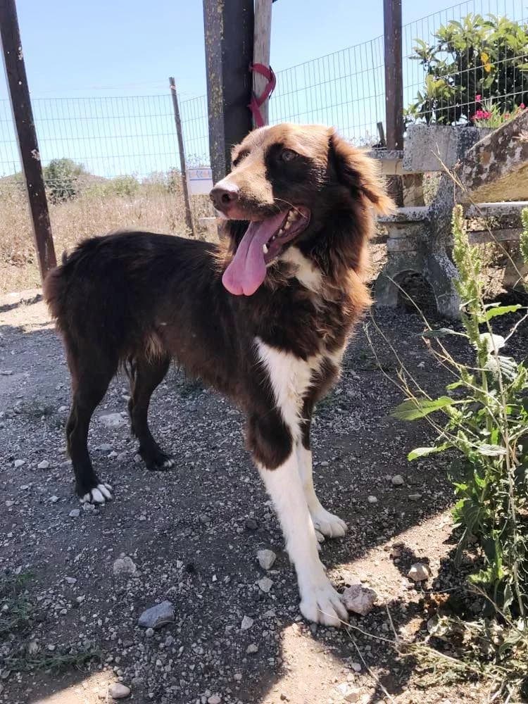 PETIFYC10363 photo 2