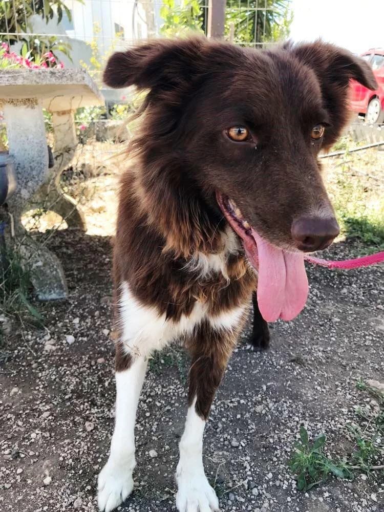 PETIFYC10363 photo 4