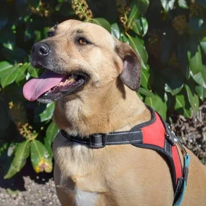 PETIFYC10364 photo 8