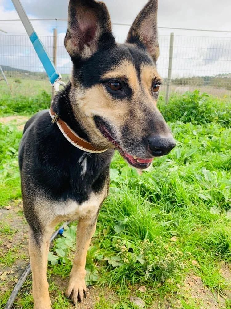 PETIFYC10365 photo 7