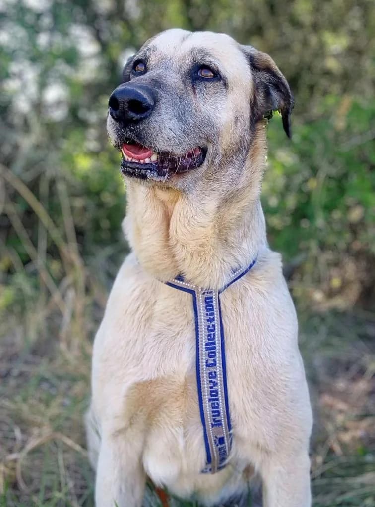 PETIFYC10366 photo 2