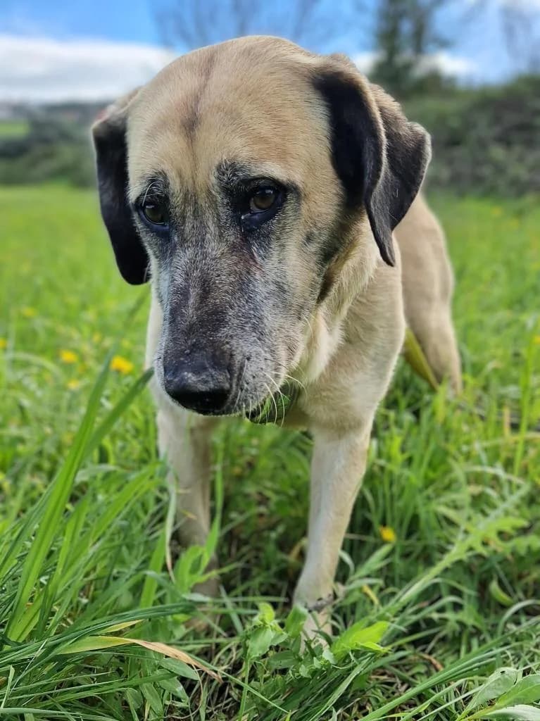 PETIFYC10366 photo 4