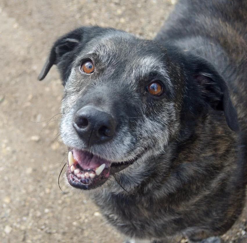 PETIFYC10367 photo 4