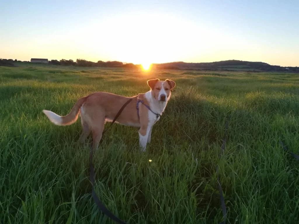 PETIFYC10368 photo 4