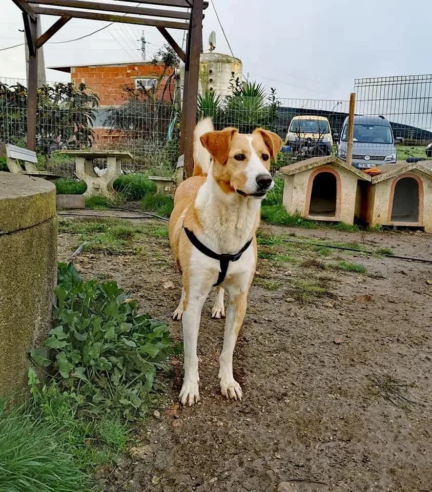 PETIFYC10368 photo 7