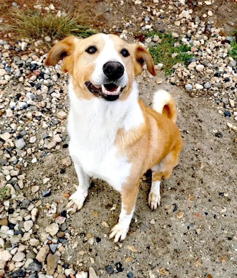 PETIFYC10368 photo 8