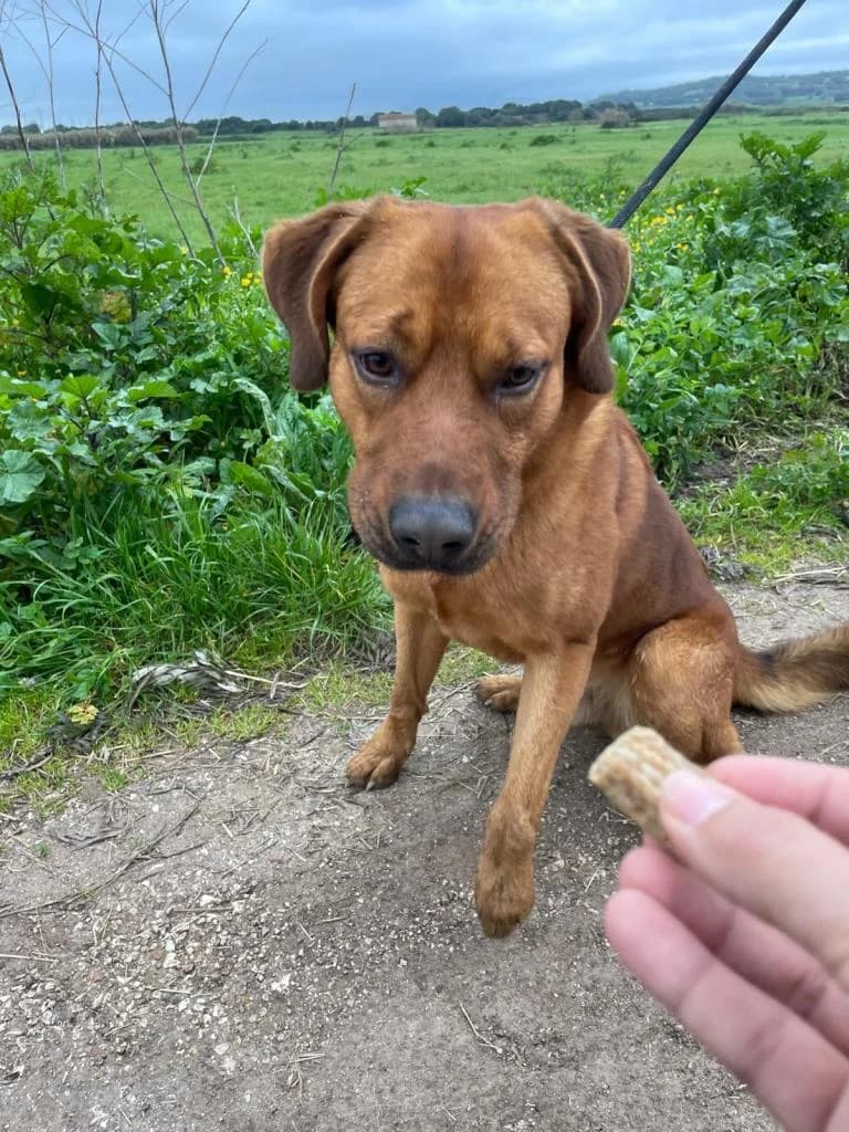 PETIFYC10369 photo 4