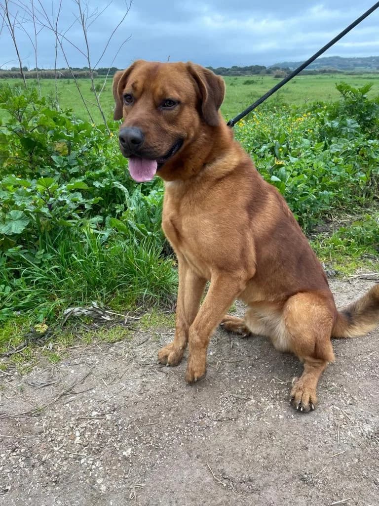 PETIFYC10369 photo 5