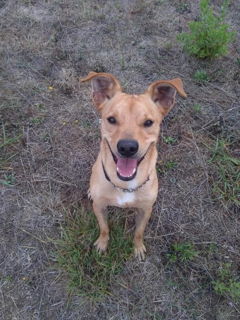 PETIFYC10370 photo 3