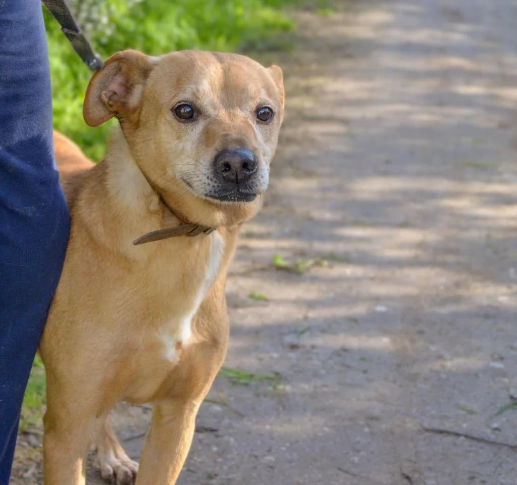 PETIFYC10370 photo 5