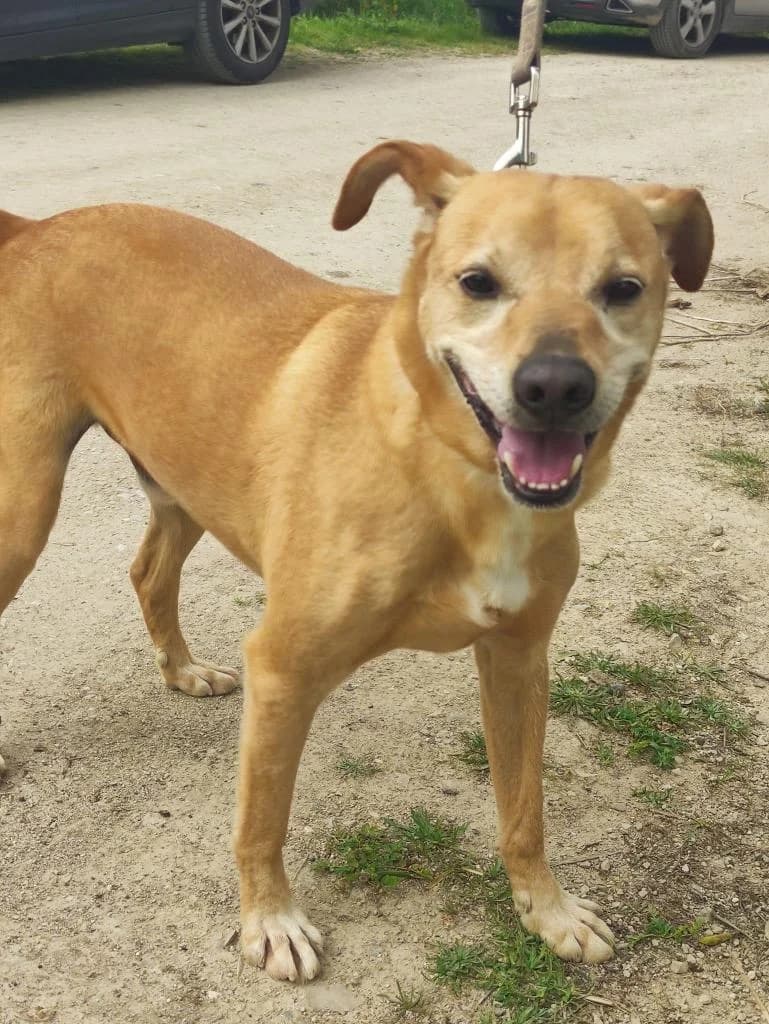 PETIFYC10370 photo 6