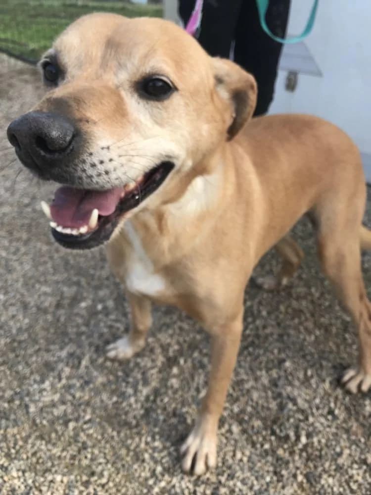 PETIFYC10370 photo 7