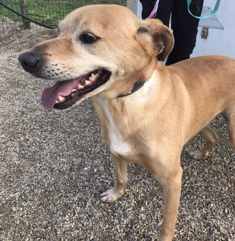 PETIFYC10370 photo 8