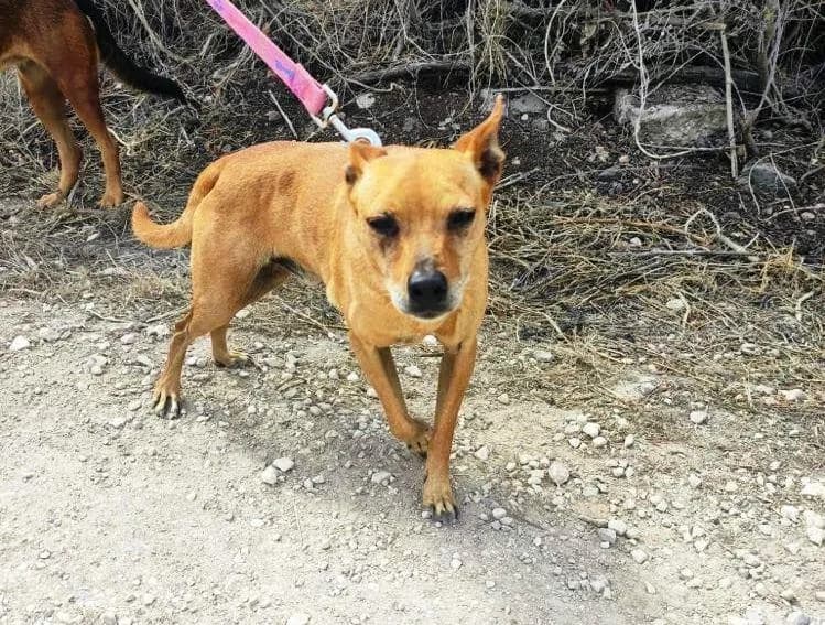 PETIFYC10371 photo 6