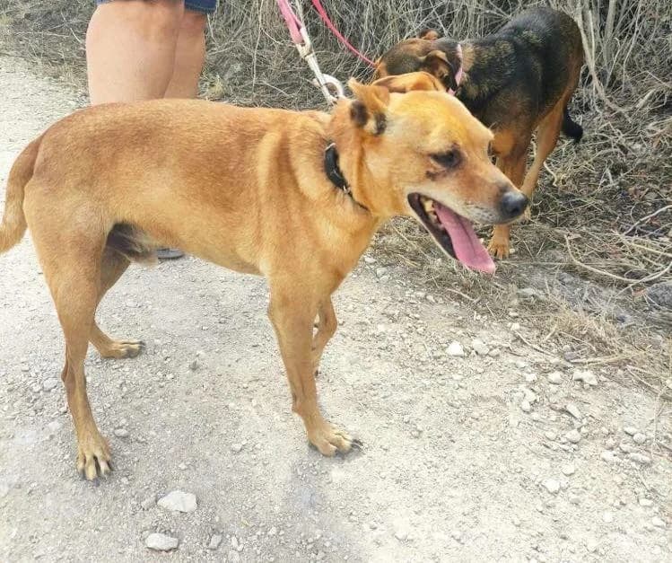 PETIFYC10371 photo 7