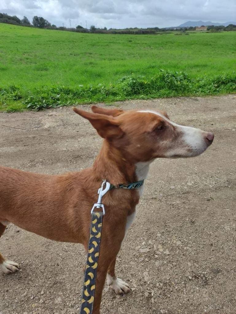 PETIFYC10372 photo 2