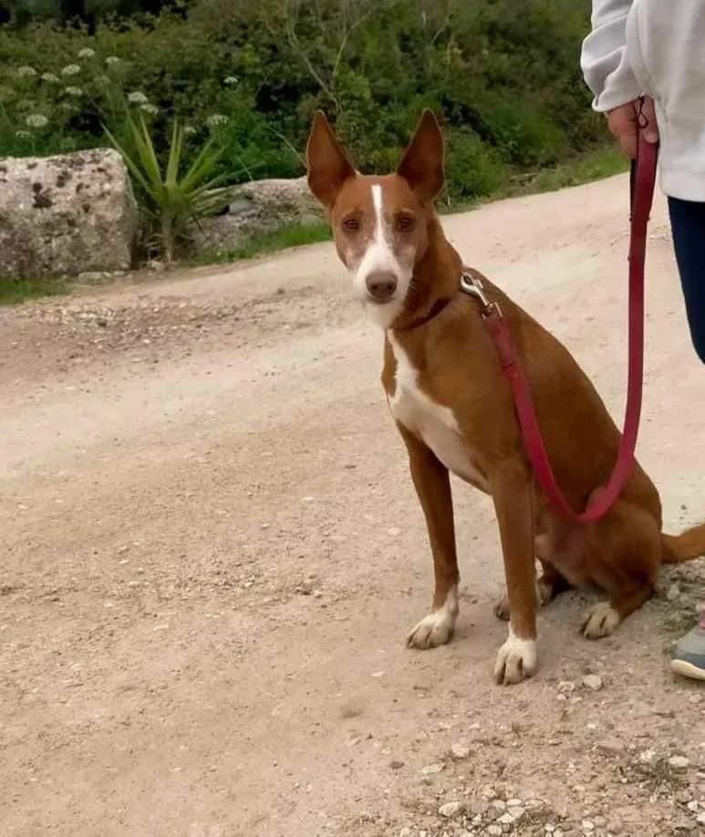 PETIFYC10372 photo 3