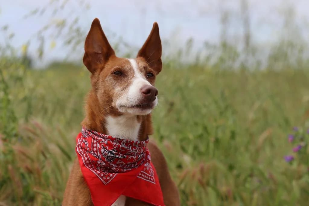 PETIFYC10372 photo 8