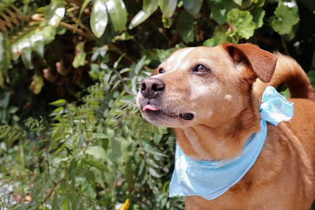 PETIFYC10374 photo 6