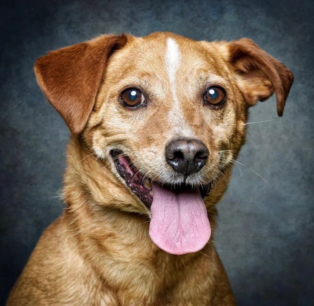 PETIFYC10374 photo 7