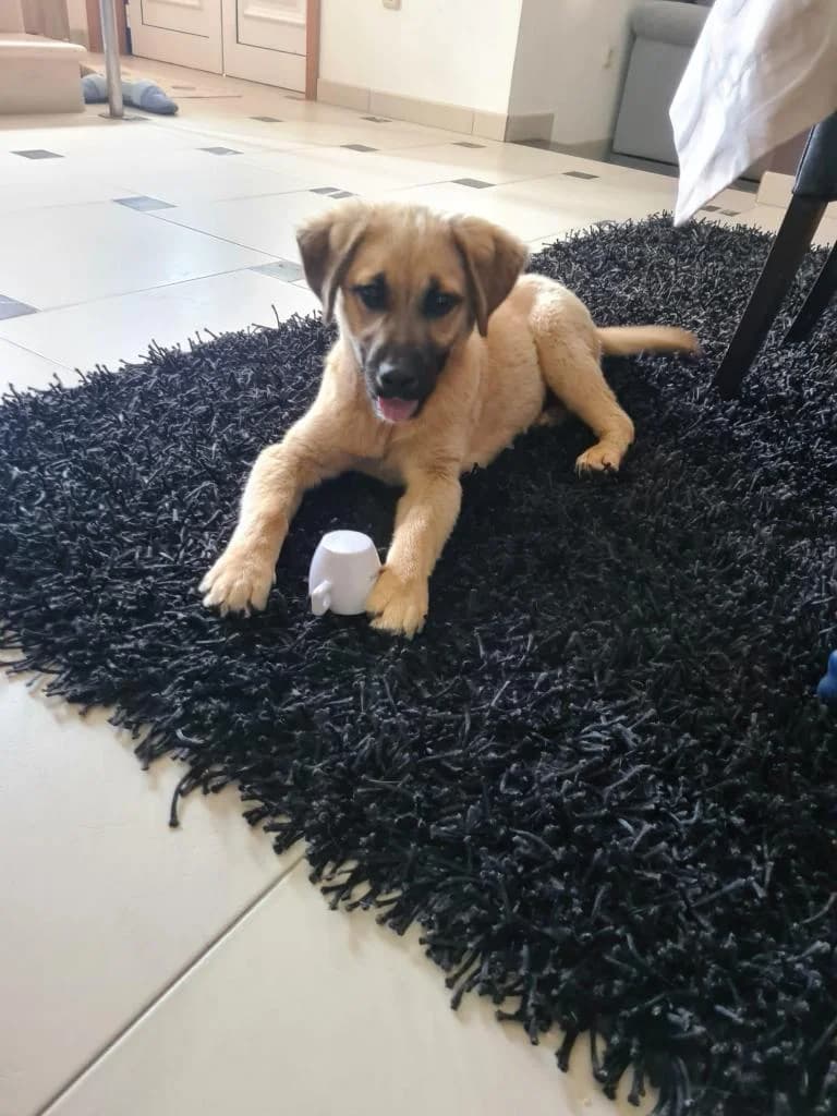 PETIFYC10375 photo 4