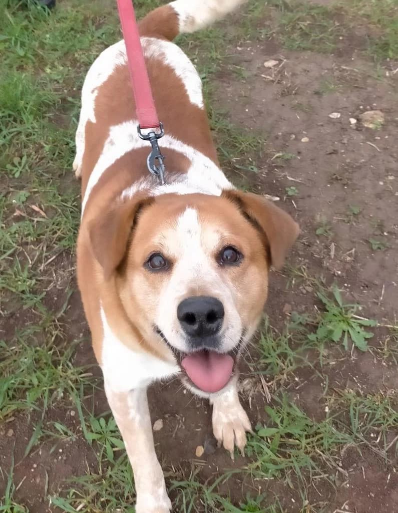 PETIFYC10375 photo 6