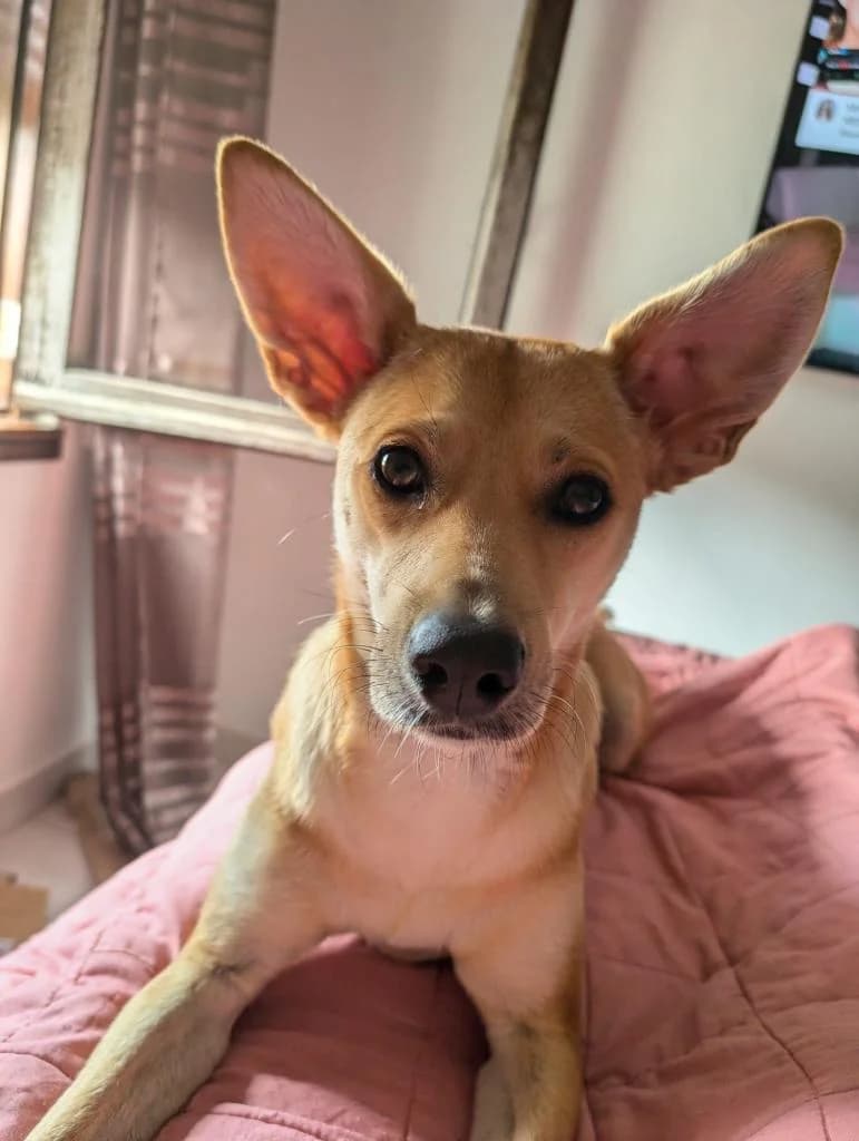 PETIFYC10375 photo 8