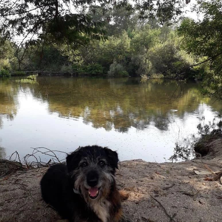 PETIFYC10382 photo 5