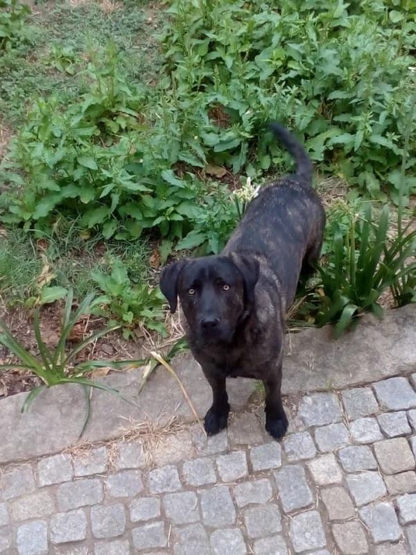 PETIFYC10397 photo 7