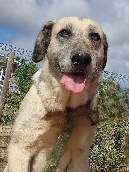 PETIFYC10397 photo 8