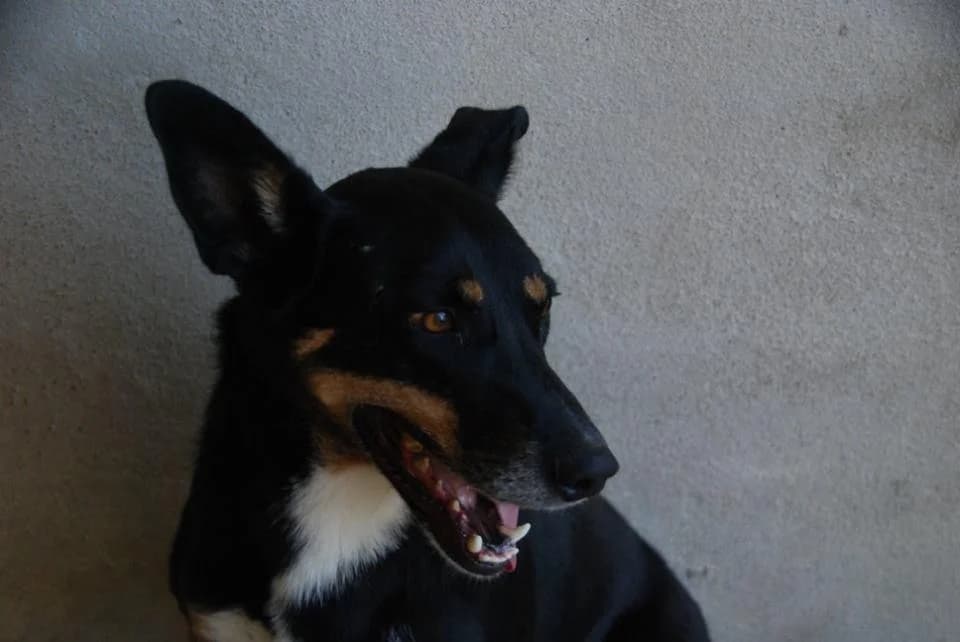 PETIFYC10399 photo 7