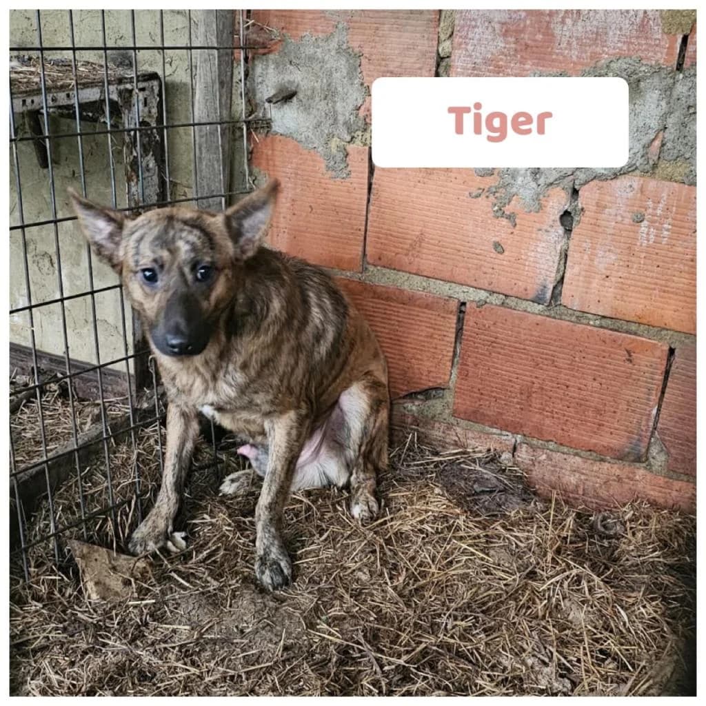 PETIFYC10414 photo 8