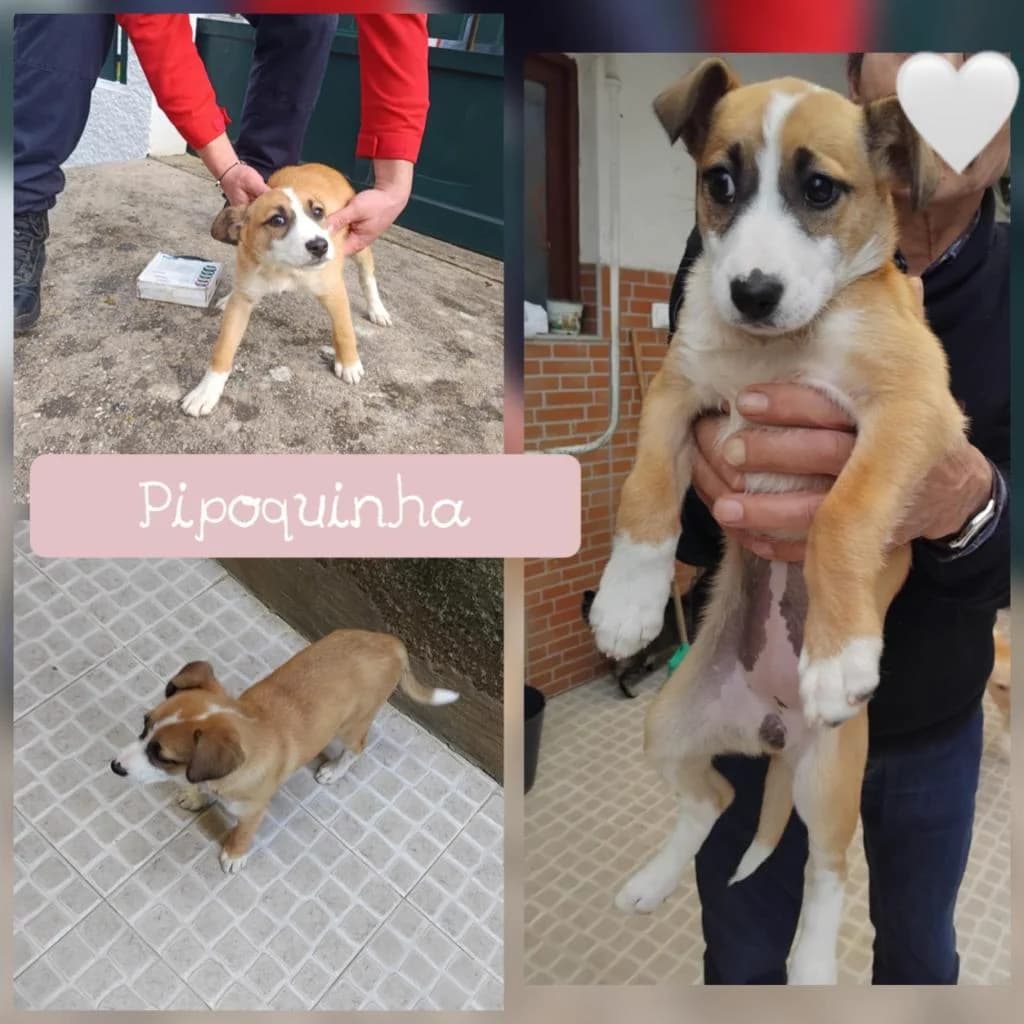 PETIFYC10420 photo 4