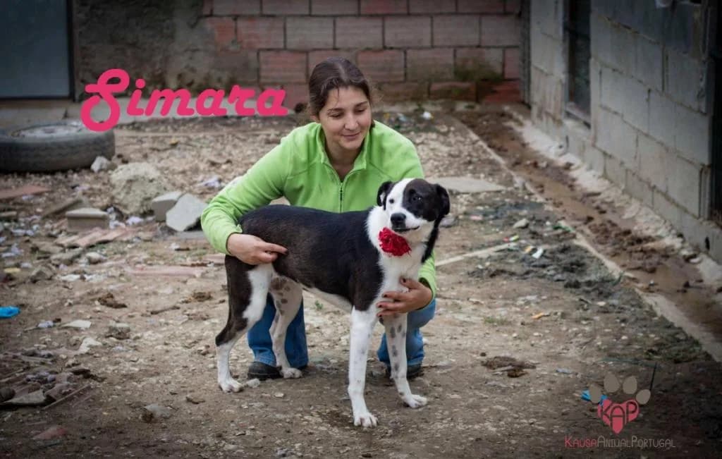 PETIFYC10421 photo 5