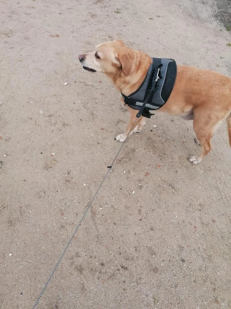 PETIFYC10421 photo 6