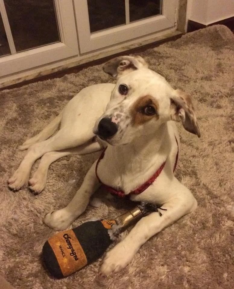 PETIFYC10422 photo 3