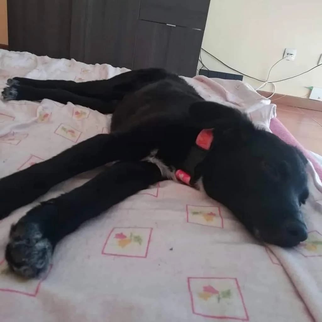 PETIFYC10422 photo 4