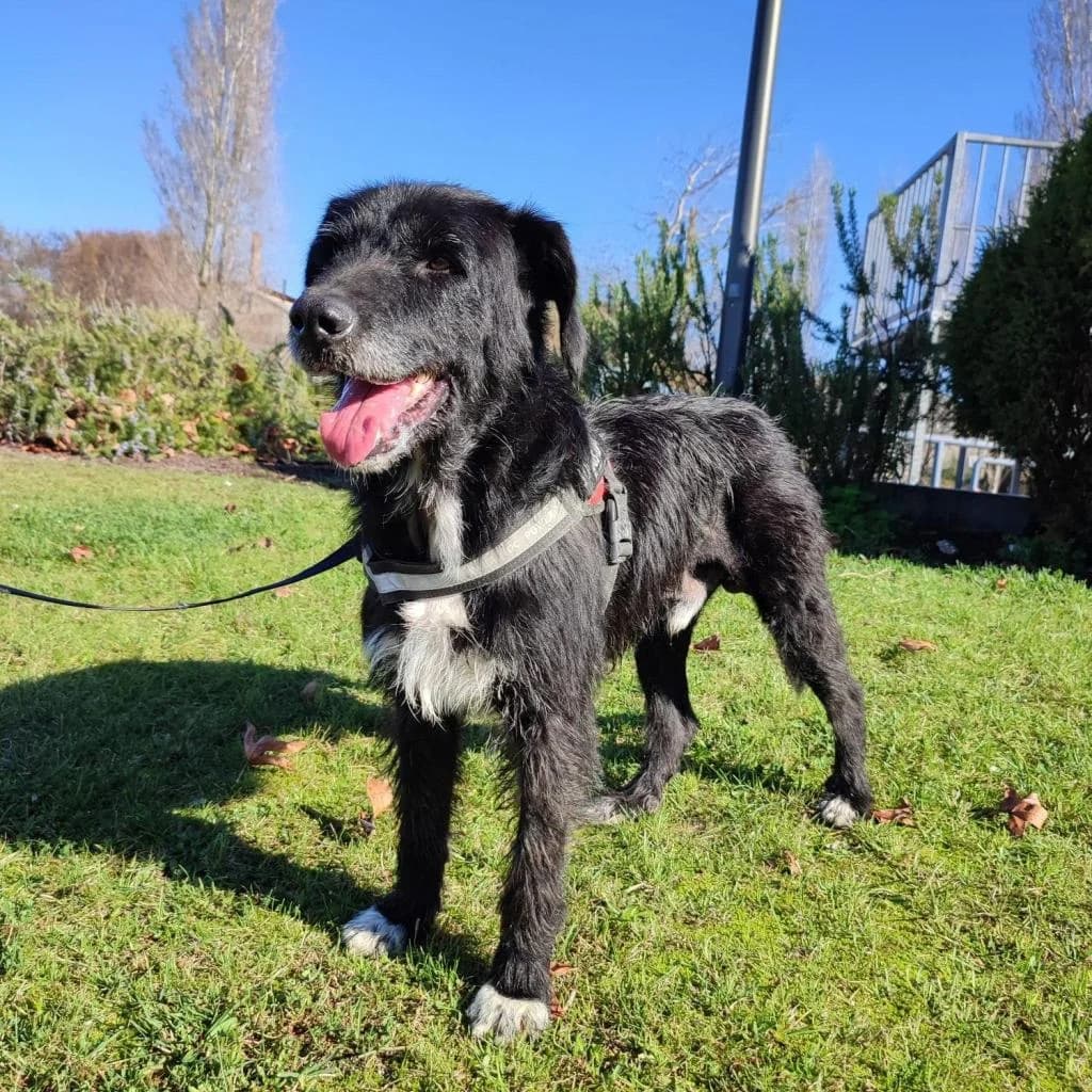 PETIFYC10422 photo 7