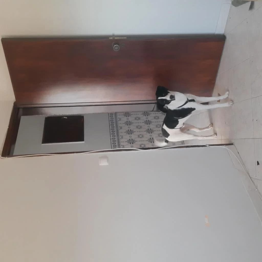 PETIFYC10423 photo 4