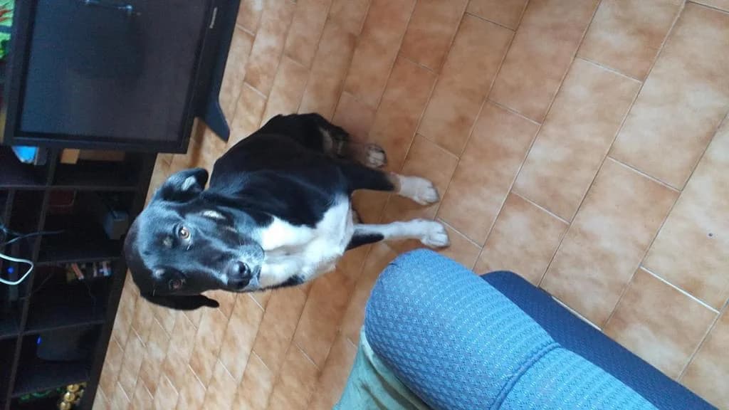 PETIFYC10423 photo 7