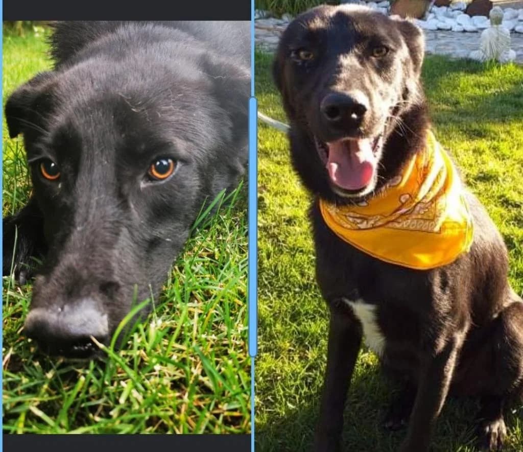 PETIFYC10424 photo 3