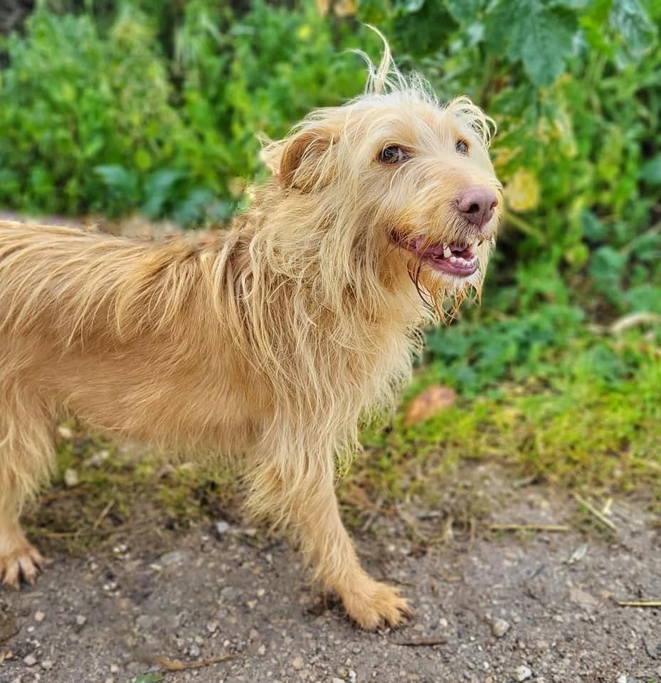 PETIFYC10424 photo 5