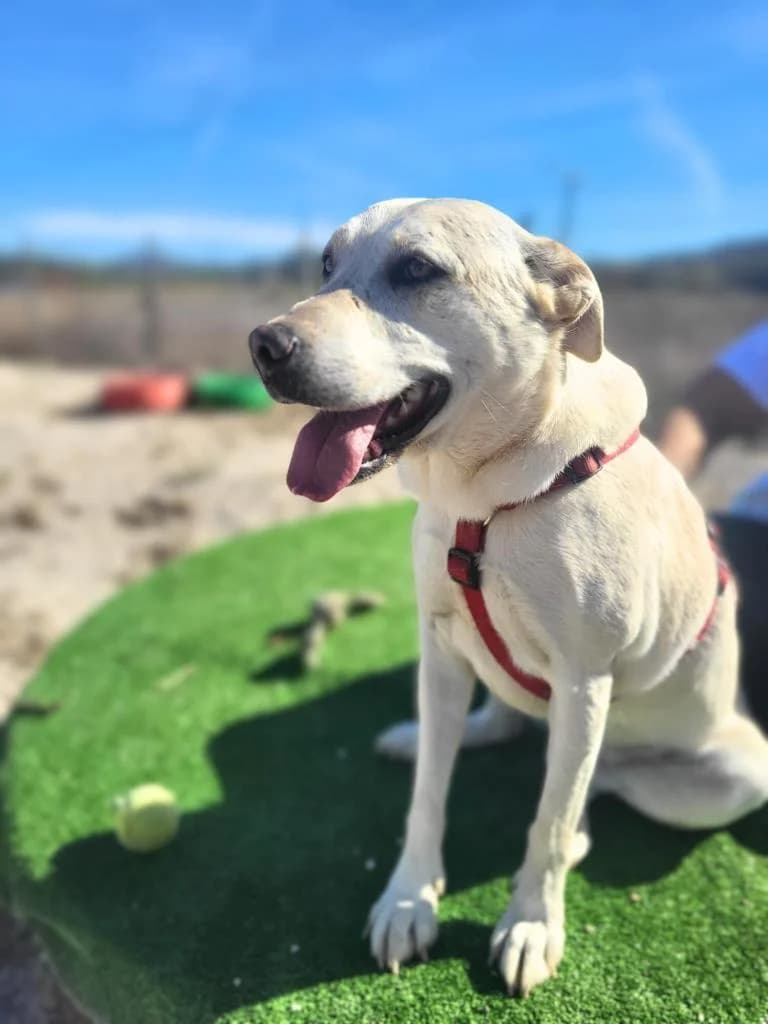 PETIFYC10424 photo 6