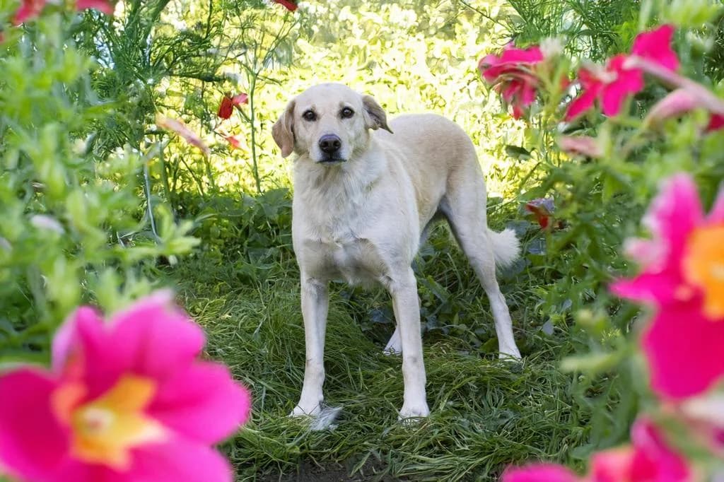 PETIFYC10424 photo 7