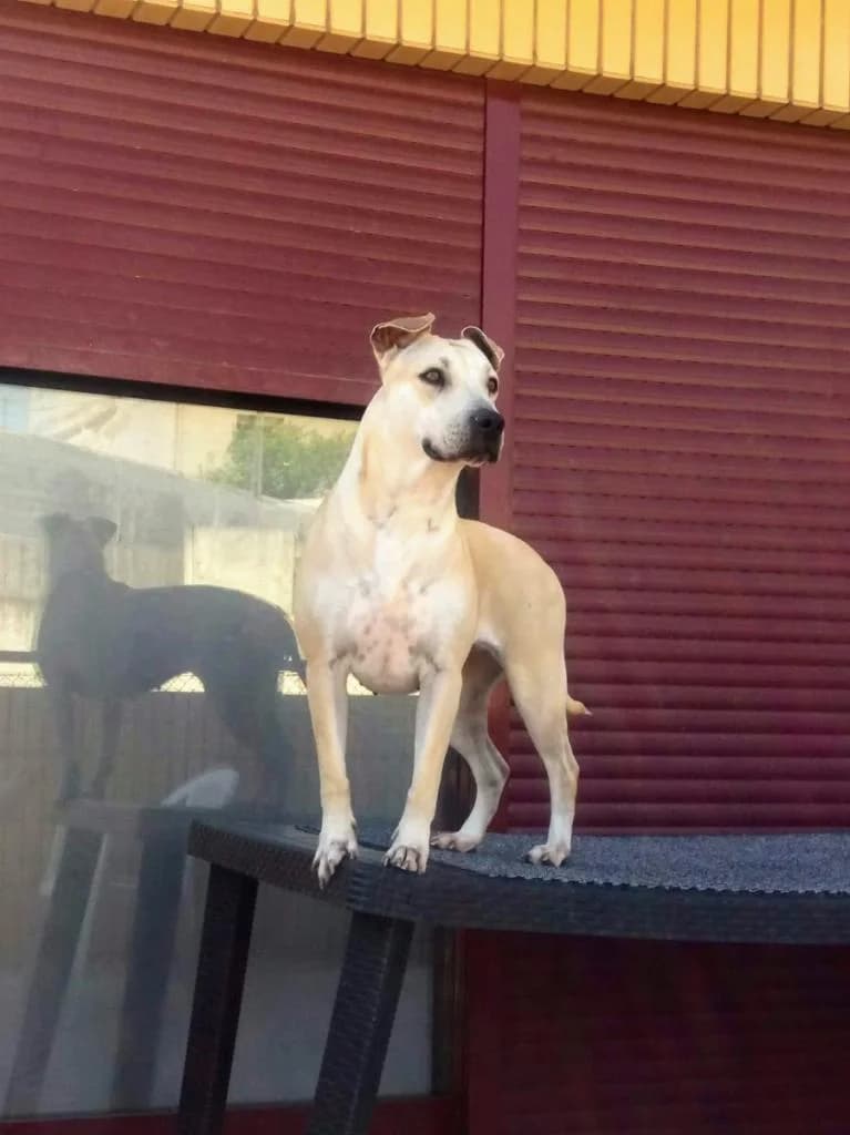 PETIFYC10425 photo 4